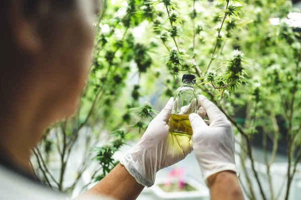 Pour quels usages se procurer du cannabidiol à moindre coût ?